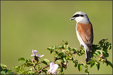 Fotografia przyrodnicza- zdjęcia ptaków