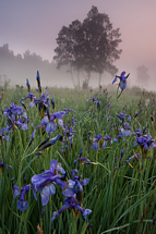 Iris Sibrica