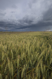 Przed burzą